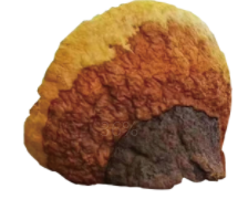 桑黄代理加盟合作_OEM贴牌代加工_桑黄产品定制_桑黄原料供应