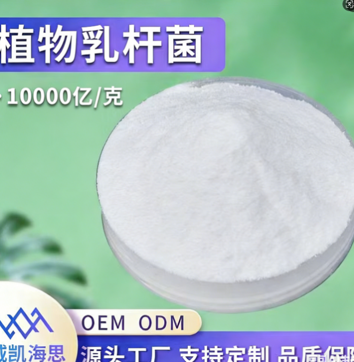 植物乳杆菌粉